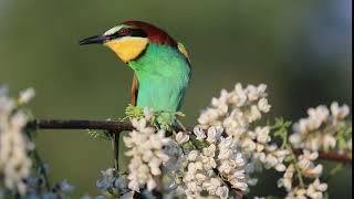 bee eater beautiful song calling your partner [upl. by Correy178]