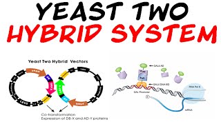 Yeast two hybrid system [upl. by Genni663]