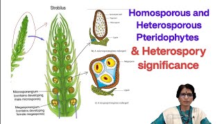 Homosporous and Heterosporous Pteriodophytes  Important 4 marks question and answer  Aruna Punna [upl. by Eceinart417]