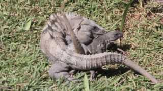 Black Iguanas Breeding Iguana Apareandose  Ctenosaura Similis [upl. by Gothurd]