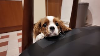 Vanilla the Cavalier King Charles puppy is excited to smell raclette a French cheese and ham dish [upl. by Orvas]