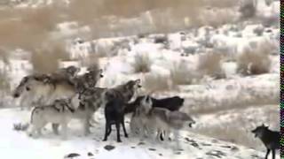 Wolves of Yellowstone Full Documentary Discovery Channel [upl. by Wyn231]