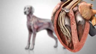 Canine Heartworm Disease [upl. by Kelly]