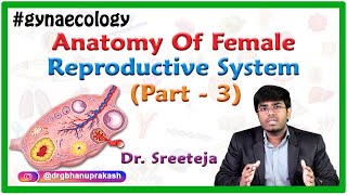 Ovulation Side and Gender  Does Right or Left Ovary  Fallopian Tube Determine Gender BoyGirl [upl. by Nylehtak466]