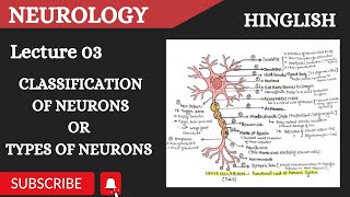 Types of Neurons  Sensory amp motor neuron  Golgi Type 1 amp Golgi Type 2 Neuron  uni bi amp multipolar [upl. by Walters]