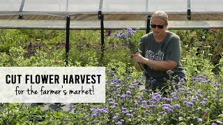 Harvesting Cut Flowers For The Farmers Market  Sunshine and Flora Urban Flower Farm [upl. by Emyle]