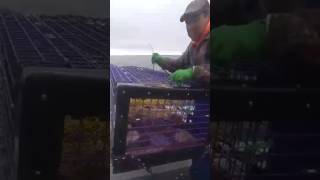 Durney Nicholas part 2 Lobster fishing Pictou Nova scotia [upl. by Ressler]