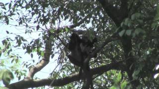 Banded leaf monkey Presbytis femoralis in Singapore Infant [upl. by Ellinehc623]