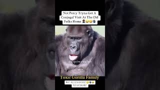 Conjugal Visit At The Group Home Is Crazy 💀💀 voiceover toxicgorillafamily comedy funnyanimals [upl. by Komsa579]