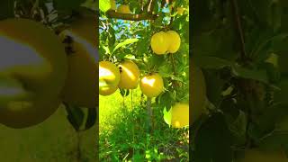 Gorgeous golden deliciousApple orchard in Illinois USAshortvideofruit naturephotography [upl. by Millman]