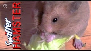 NOM NOM NOM NOM NOM NOM NOM  Swiffer the Hamster  funny HD [upl. by Adneram]