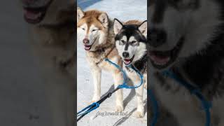 Siberian Husky the most famous dog know with me shortvideo shortvideos [upl. by Oravla169]