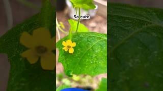 Cucamelon Blooms Finally garden backyardgardening homesteading containergarden homegarden [upl. by Bremble]