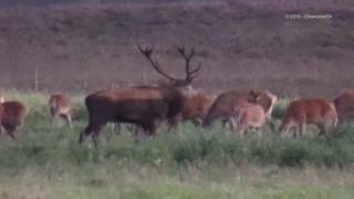 Hoge Veluwe 2016 Burlende Herten [upl. by Spindell831]