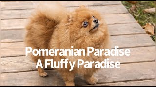 Pomeranian Paradise  A Fluffy Paradise [upl. by Saxet]