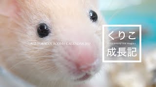 2019はむカレンダー作ったよ。【ハムスター】2019 Hamster Calendar [upl. by Slinkman]