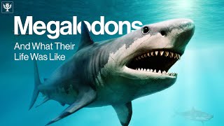 What Was Megalodons Life Like  Encyclopaedia Britannica [upl. by Ginnifer]