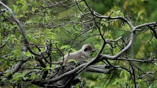 Grey Langur Monkey eating leaves in the treetops [upl. by Liebowitz]