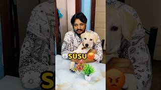 Pogo Dining Table Pe Susu Kar Diya😡😡 shorts vlog minivlog puppy labrador [upl. by Yedorb751]