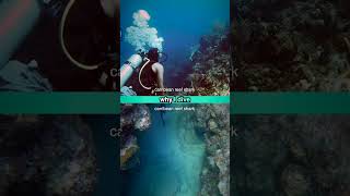 Why I Dive 26 Underwater Adventures with carribean reef sharks spotted moray eel [upl. by Maure]