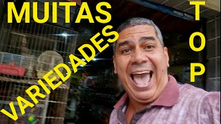 EM SANTOS MUITOS PETS BONS [upl. by Engleman]