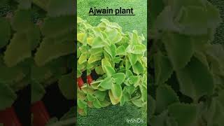 Ajwain plant trendingvideo viralvideo ajwainbenefits winter youtubevideo [upl. by Nemaj]