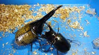 Big Beetle Battle  The Hercules Beetle is the strongest insect [upl. by Yarased]