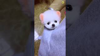 How to order a Pomeranian dog  Lily dog  Pomeranian dog  teacup dog trending shorts viral [upl. by Qerat]