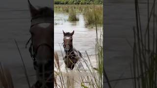 caballos nadando por estero💞🐎llanera vaquero horse llano caballos cowgirl short [upl. by Meeker177]