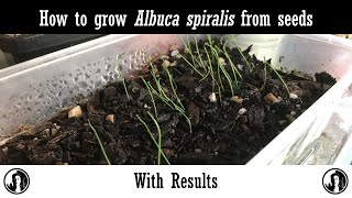 How to grow Albuca spiralis from seeds with results [upl. by Engracia96]