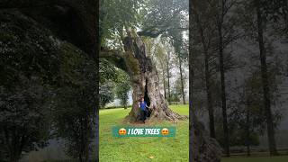 Some amazing trees I saw while walking 🥰walkingtour explorebc adventuretravel trees fitness [upl. by Fayre775]