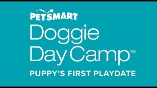 Puppy Playdates at Doggie Day Camp  PetSmart [upl. by Geddes105]