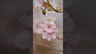 2024年11月22日満開の桜。カラオケ流しとコラボ山内惠介 shortsカラオケ流し桜ファインダー越しの私の世界 写真日記 Nikon組写真スライドショー演歌演歌歌手冬桜花 [upl. by Rozelle149]