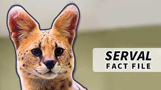 Serval Facts the CAT with the LONGEST LEGS 🙀  Animal Fact Files [upl. by Niasuh706]