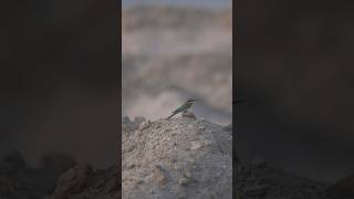 Bee Eater in IndoGangetic Plains Patna Bihar wildlifefilmmaker naturevideo wildlifeofindia [upl. by Osei453]