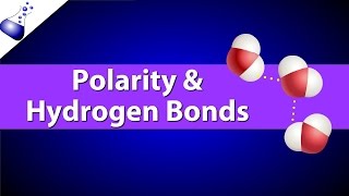 Polar Bonds and Hydrogen Bonds [upl. by Rekcut441]