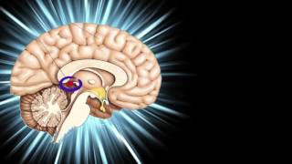 The Pineal Gland Power [upl. by Rennold]