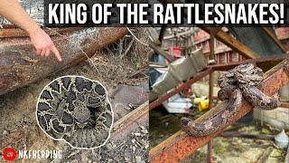 Flipping Tin in Search of the Worlds Largest Rattlesnake Species Georgia Herping Spring 2023 [upl. by Akinej366]