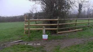 Pheasant feeding on seed  with subtle cooing sounds [upl. by Gaye]