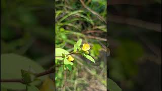 Sida acutaMalvaceae family nature forestflowertrending florawildflowers natureforestforests [upl. by Eylk]