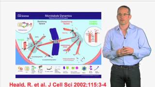 In vitro microtubule growth  Anthony Hyman MPI  CBG [upl. by Micaela]