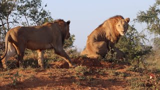 Pride of Three Male Lions REUNITED Touching Moment… [upl. by Lurette307]