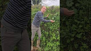 Jack by the hedge alliaria petiolata herbs foraging nativeplants explore adventure hedges [upl. by Ajam704]