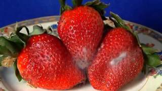 StrawberryRhizopus  time lapse [upl. by Amada]