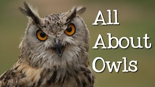 All About Owls for Kids Backyard Bird Series  FreeSchool [upl. by Gnut307]