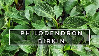 PHILODENDRON BIRKIN BAKIM ÖNERİLERİ [upl. by Iztim406]