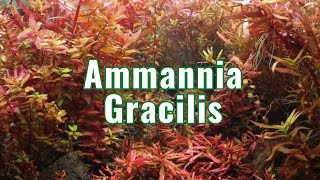 Ammannia Gracilis  Aquarium Plant Info [upl. by Zobias]