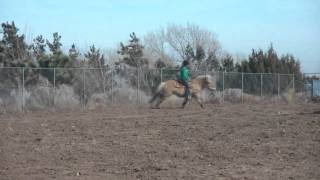 Apple the Barrel Racing Fjord [upl. by Rand]