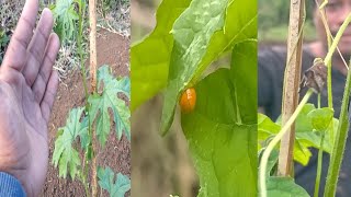 DuPont LannateHow to apply to control insects like stem borerleaf hopper and etc [upl. by Morrison]