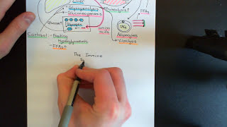 The HypothalamicPituitaryAdrenal Axis Part 5 [upl. by Baxy486]